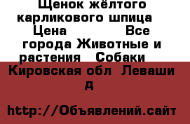 Щенок жёлтого карликового шпица  › Цена ­ 50 000 - Все города Животные и растения » Собаки   . Кировская обл.,Леваши д.